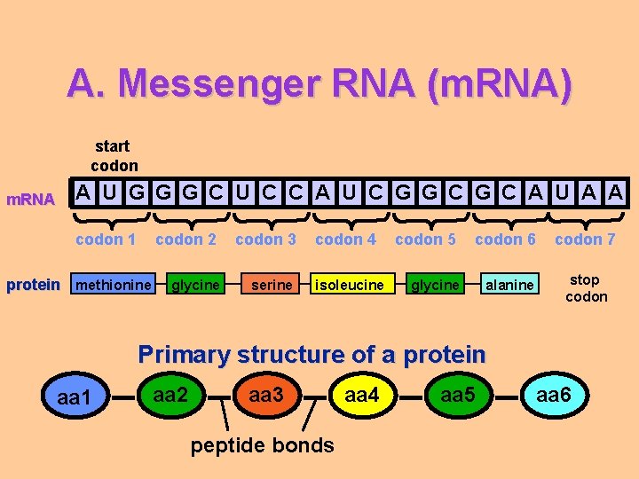 A. Messenger RNA (m. RNA) start codon m. RNA A U G G G