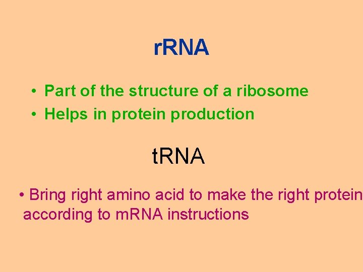 r. RNA • Part of the structure of a ribosome • Helps in protein