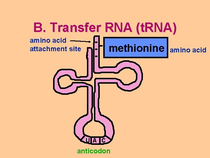 B. Transfer RNA (t. RNA) amino acid attachment site methionine U A C anticodon