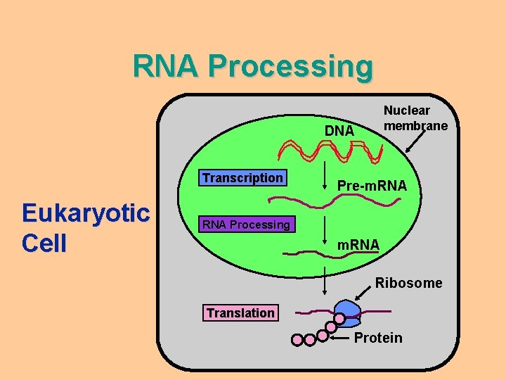 RNA Processing Nuclear membrane DNA Transcription Eukaryotic Cell Pre-m. RNA Processing m. RNA Ribosome