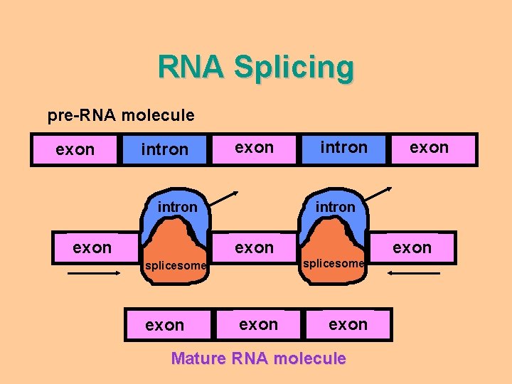 RNA Splicing pre-RNA molecule exon intron exon splicesome exon Mature RNA molecule 