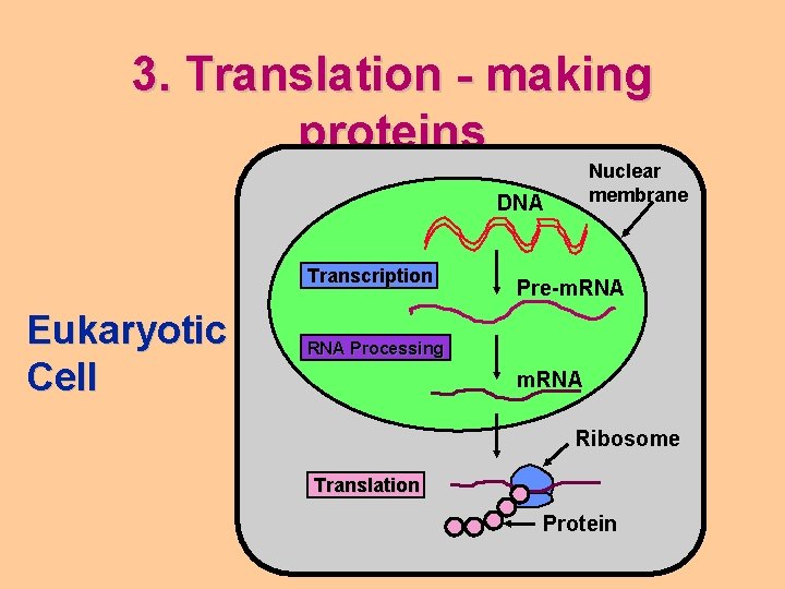 3. Translation - making proteins Nuclear membrane DNA Transcription Eukaryotic Cell Pre-m. RNA Processing