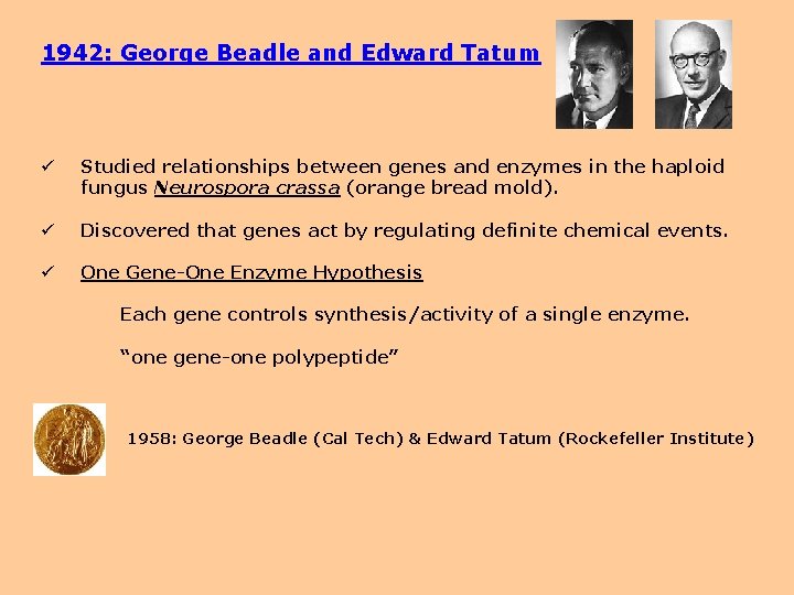 1942: George Beadle and Edward Tatum ü Studied relationships between genes and enzymes in