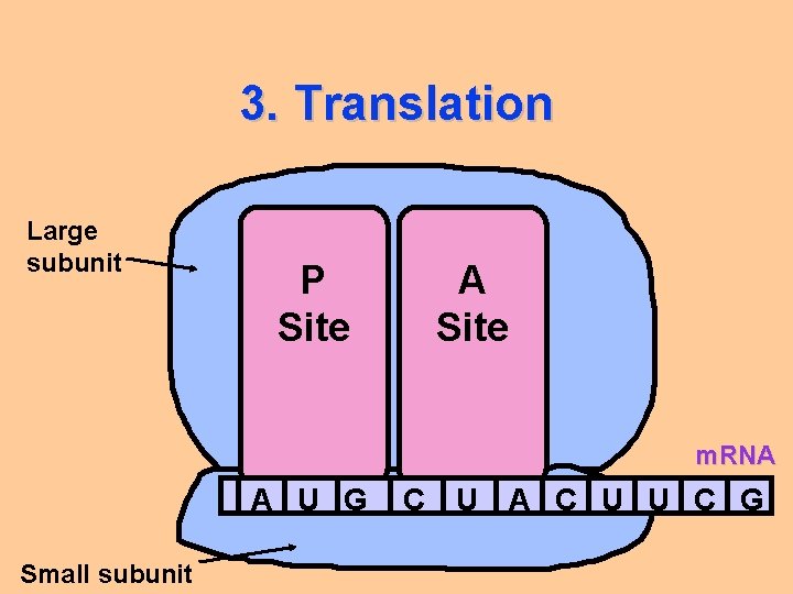 3. Translation Large subunit P Site A Site m. RNA A U G Small