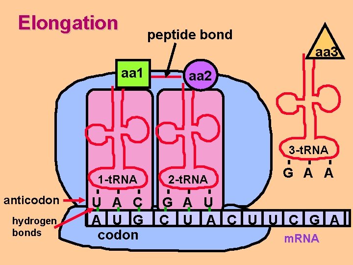 Elongation peptide bond aa 3 aa 1 aa 2 3 -t. RNA 1 -t.