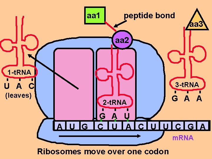 aa 1 peptide bond aa 3 aa 2 1 -t. RNA 3 -t. RNA