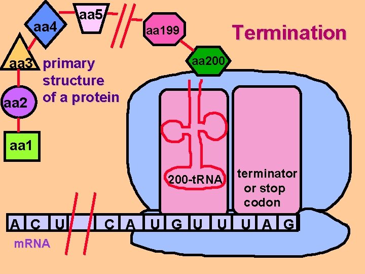 aa 4 aa 5 Termination aa 199 aa 3 primary structure aa 2 of