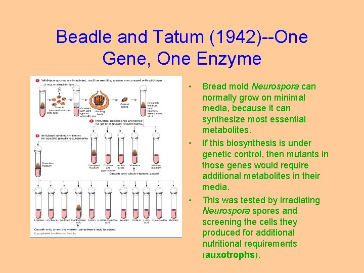 Beadle and Tatum (1942)--One Gene, One Enzyme • • • Bread mold Neurospora can