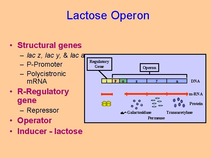 Lactose Operon • Structural genes – lac z, lac y, & lac a –