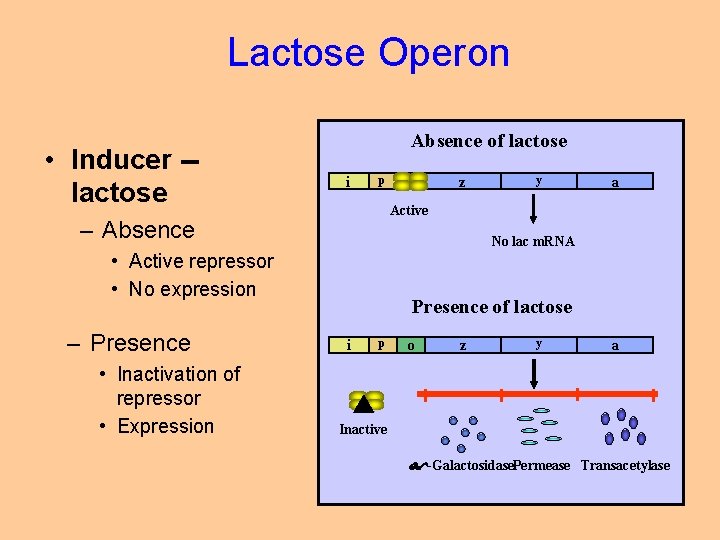 Lactose Operon • Inducer -lactose Absence of lactose i p y a No lac