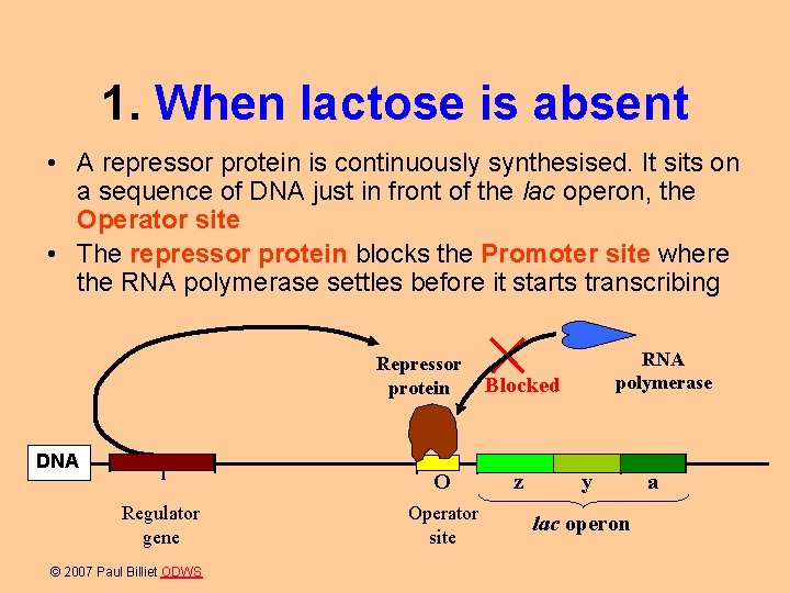 1. When lactose is absent • A repressor protein is continuously synthesised. It sits