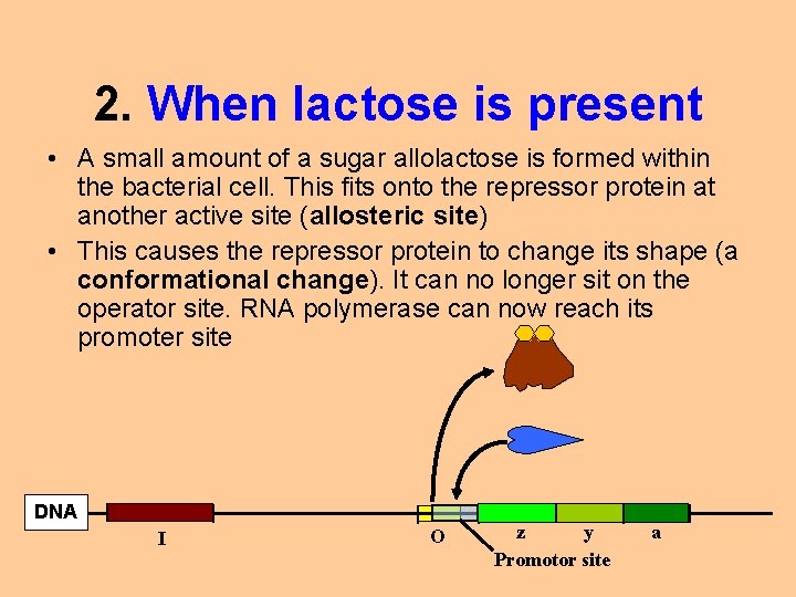 2. When lactose is present • A small amount of a sugar allolactose is