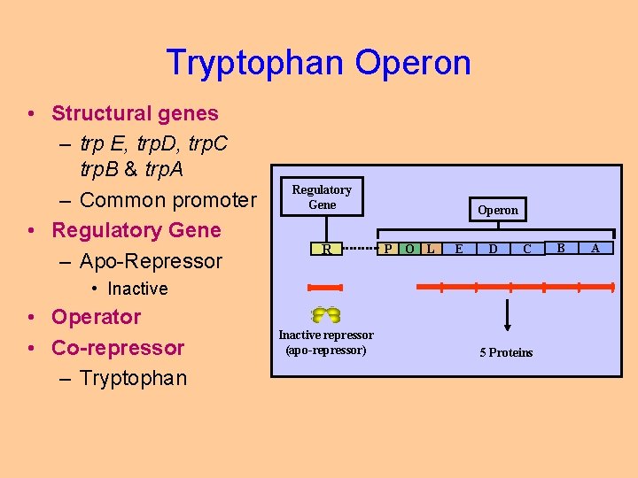 Tryptophan Operon • Structural genes – trp E, trp. D, trp. C trp. B