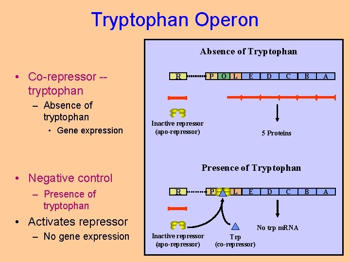 Tryptophan Operon Absence of Tryptophan • Co-repressor -tryptophan – Absence of tryptophan • Gene