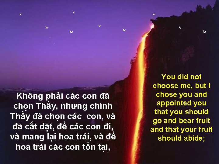 Không phải các con đã chọn Thầy, nhưng chính Thầy đã chọn các con,