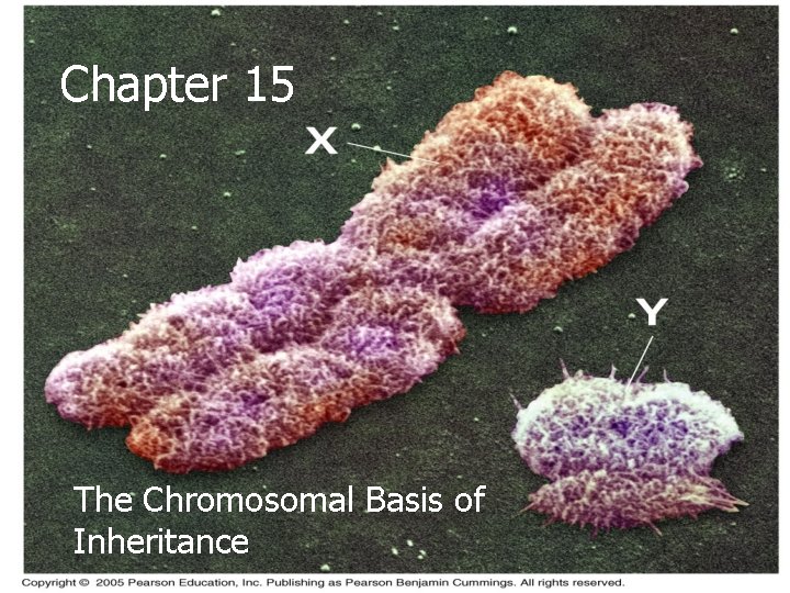 Chapter 15 The Chromosomal Basis of Inheritance 