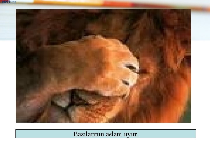 Bazılarının aslanı uyur. 