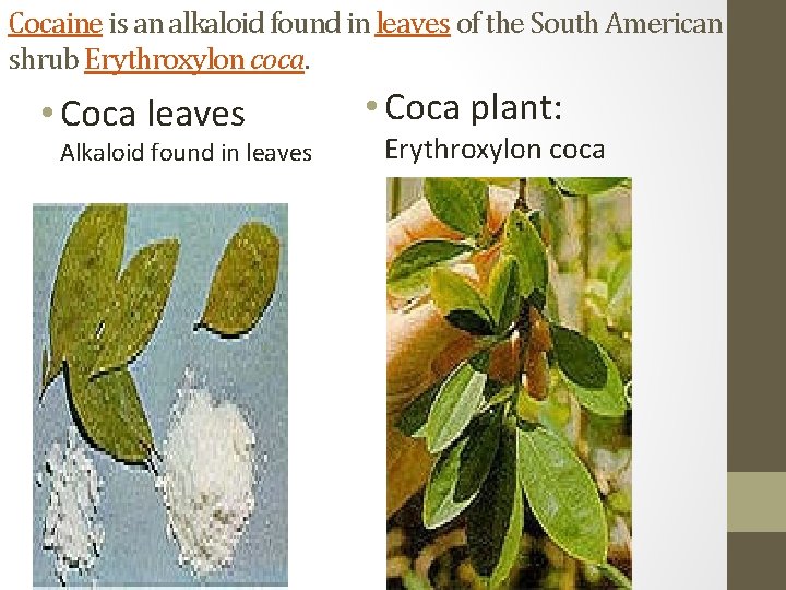 Cocaine is an alkaloid found in leaves of the South American shrub Erythroxylon coca.