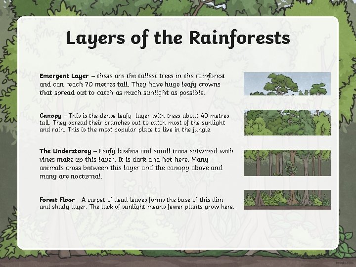 Layers of the Rainforests Emergent Layer – these are the tallest trees in the Layers of the Rainforests Emergent Layer – these are the tallest trees in the