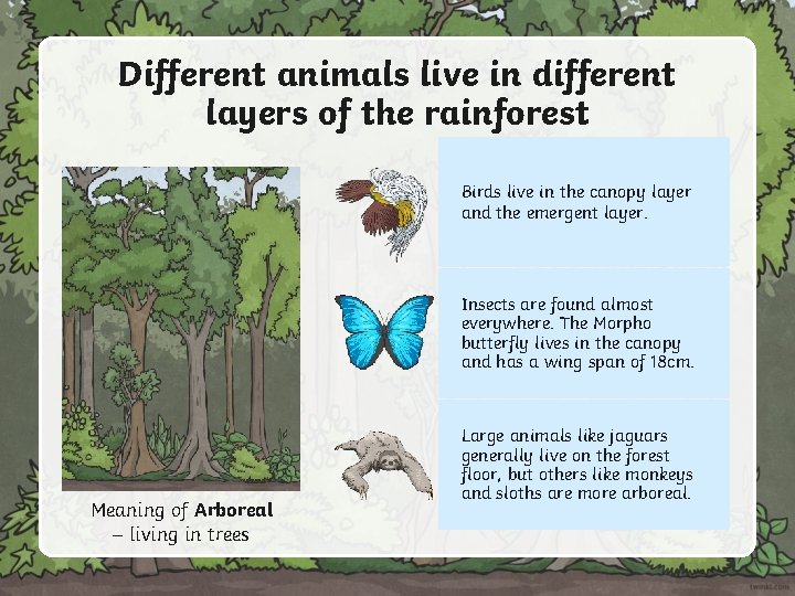 Different animals live in different layers of the rainforest Birds live in the canopy Different animals live in different layers of the rainforest Birds live in the canopy