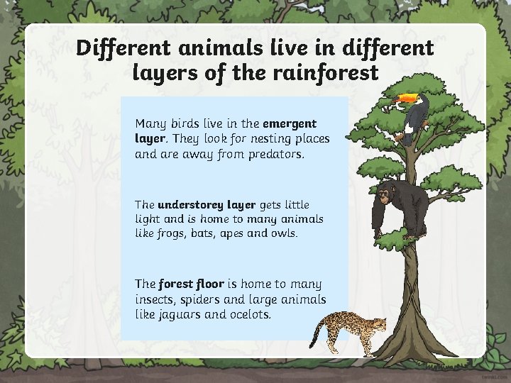 Different animals live in different layers of the rainforest Many birds live in the Different animals live in different layers of the rainforest Many birds live in the