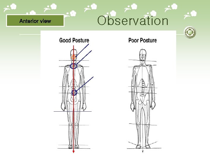 Anterior view Observation 