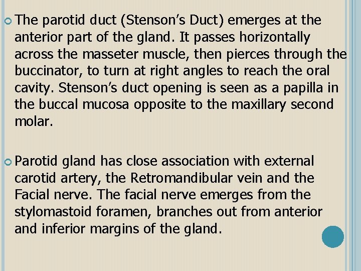  The parotid duct (Stenson’s Duct) emerges at the anterior part of the gland.