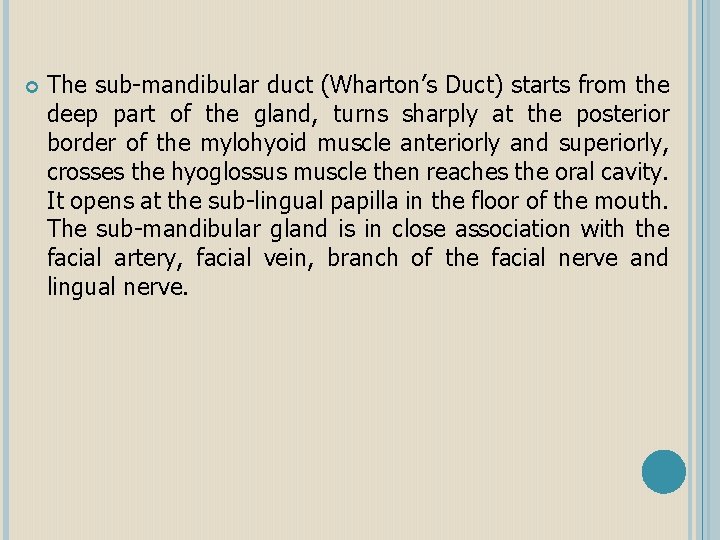 The sub-mandibular duct (Wharton’s Duct) starts from the deep part of the gland,