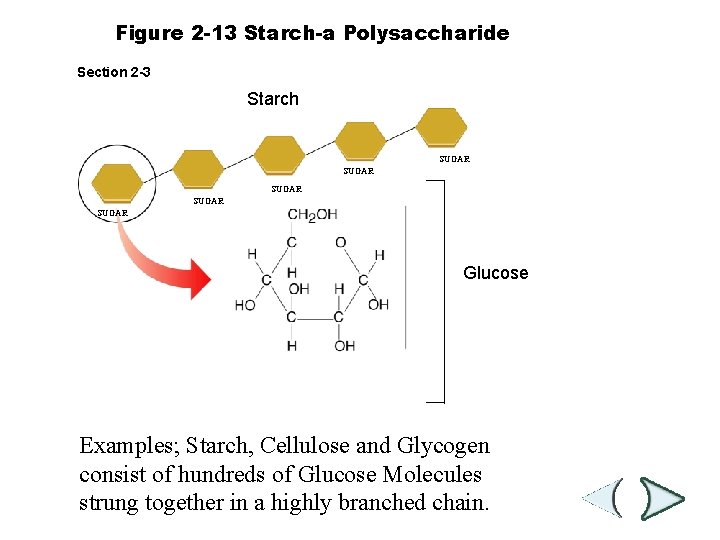 Figure 2 -13 Starch-a Polysaccharide Section 2 -3 Starch SUGAR SUGAR Glucose Examples; Starch, Figure 2 -13 Starch-a Polysaccharide Section 2 -3 Starch SUGAR SUGAR Glucose Examples; Starch,