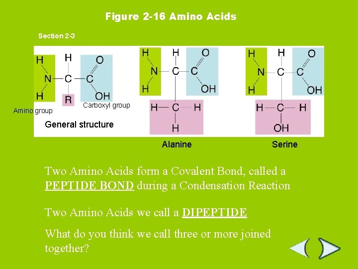 Figure 2 -16 Amino Acids Section 2 -3 Amino group Carboxyl group General structure Figure 2 -16 Amino Acids Section 2 -3 Amino group Carboxyl group General structure