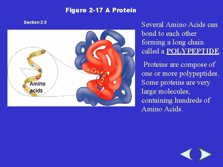 Figure 2 -17 A Protein Section 2 -3 Amino acids Several Amino Acids can Figure 2 -17 A Protein Section 2 -3 Amino acids Several Amino Acids can