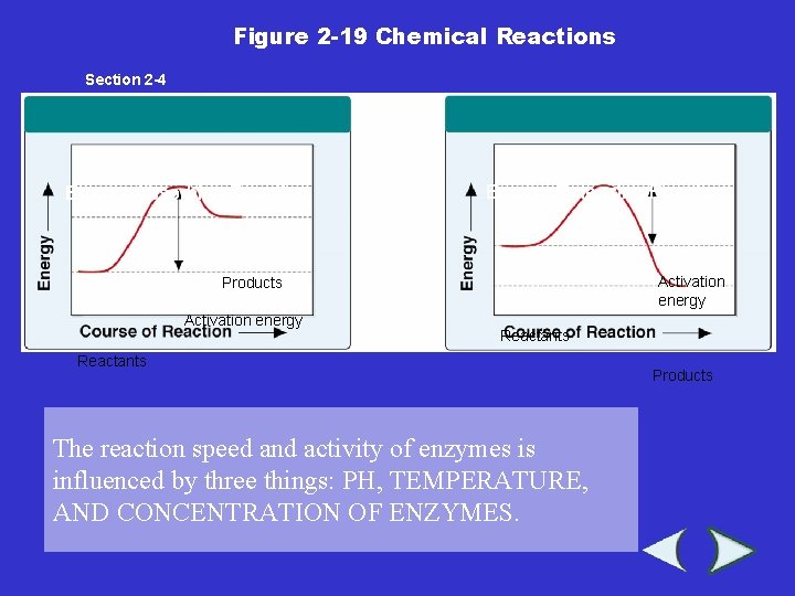 Figure 2 -19 Chemical Reactions Section 2 -4 Energy-Absorbing Reaction Energy-Releasing Reaction Activation energy Figure 2 -19 Chemical Reactions Section 2 -4 Energy-Absorbing Reaction Energy-Releasing Reaction Activation energy
