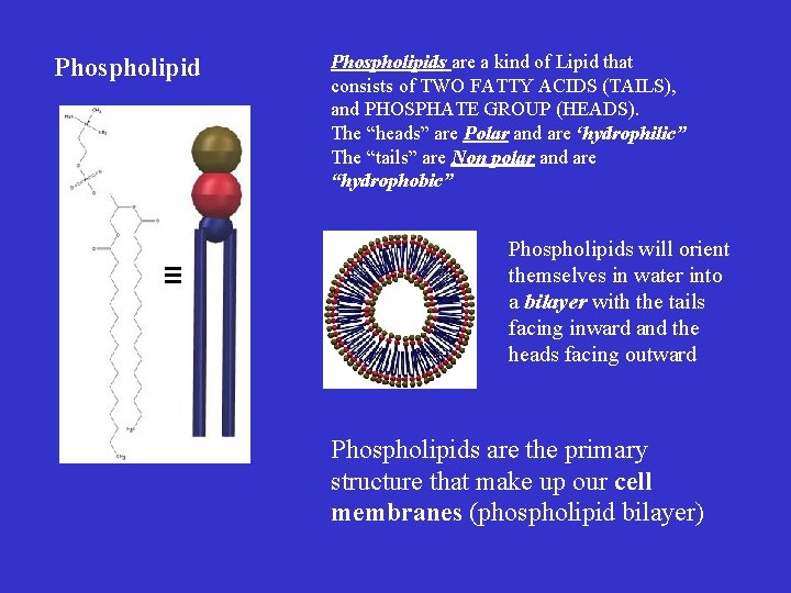 Phospholipids are a kind of Lipid that consists of TWO FATTY ACIDS (TAILS), and Phospholipids are a kind of Lipid that consists of TWO FATTY ACIDS (TAILS), and