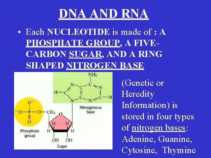 DNA AND RNA • Each NUCLEOTIDE is made of : A PHOSPHATE GROUP, A DNA AND RNA • Each NUCLEOTIDE is made of : A PHOSPHATE GROUP, A