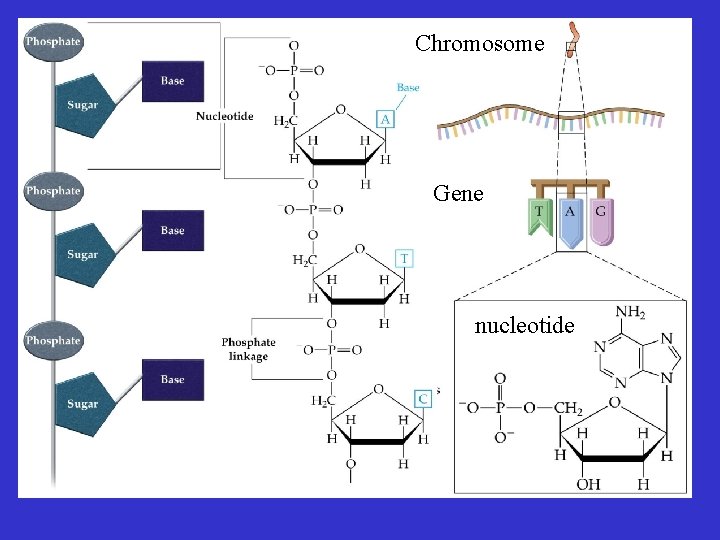 Chromosome Gene nucleotide Chromosome Gene nucleotide