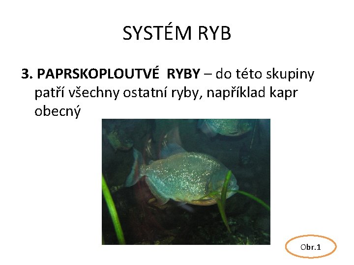 SYSTÉM RYB 3. PAPRSKOPLOUTVÉ RYBY – do této skupiny patří všechny ostatní ryby, například
