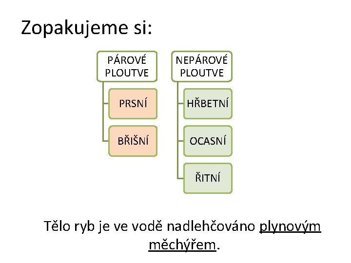 Zopakujeme si: PÁROVÉ PLOUTVE NEPÁROVÉ PLOUTVE PRSNÍ HŘBETNÍ BŘIŠNÍ OCASNÍ ŘITNÍ Tělo ryb je