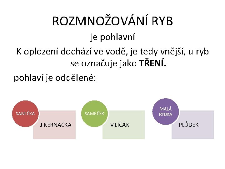 ROZMNOŽOVÁNÍ RYB je pohlavní K oplození dochází ve vodě, je tedy vnější, u ryb