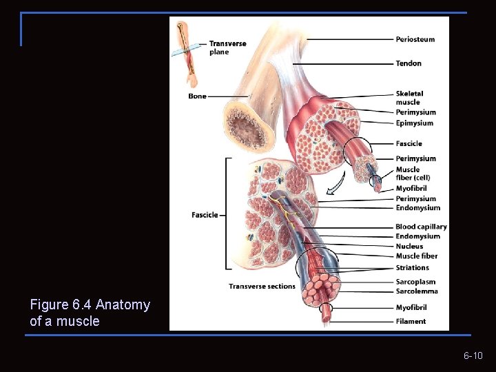 Figure 6. 4 Anatomy of a muscle 6 -10 