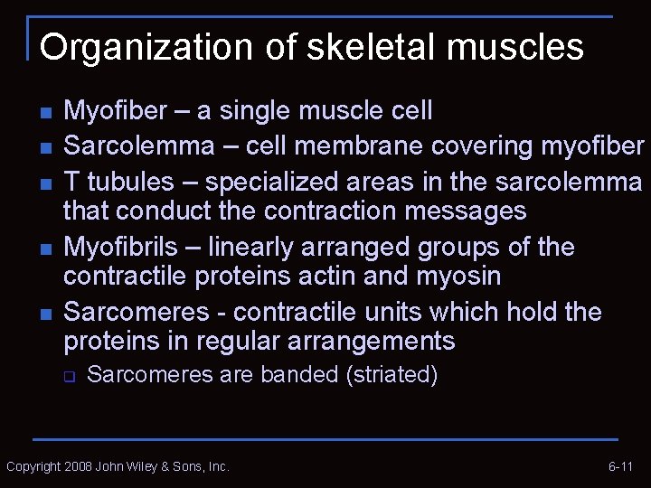 Organization of skeletal muscles n n n Myofiber – a single muscle cell Sarcolemma