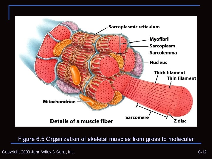 Figure 6. 5 Organization of skeletal muscles from gross to molecular Copyright 2008 John