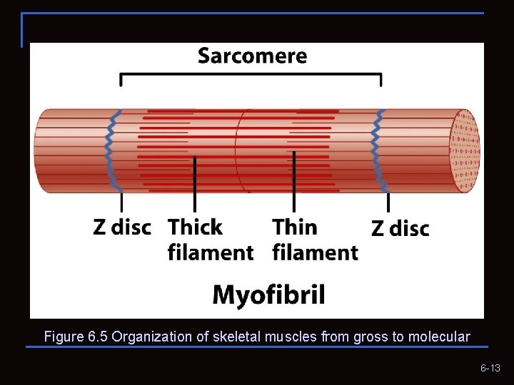 Figure 6. 5 Organization of skeletal muscles from gross to molecular 6 -13 