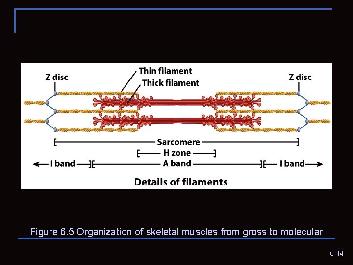 Figure 6. 5 Organization of skeletal muscles from gross to molecular 6 -14 