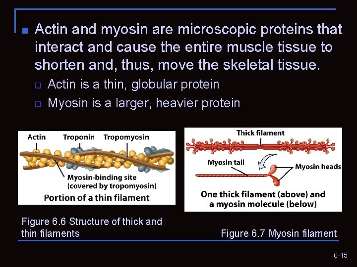n Actin and myosin are microscopic proteins that interact and cause the entire muscle