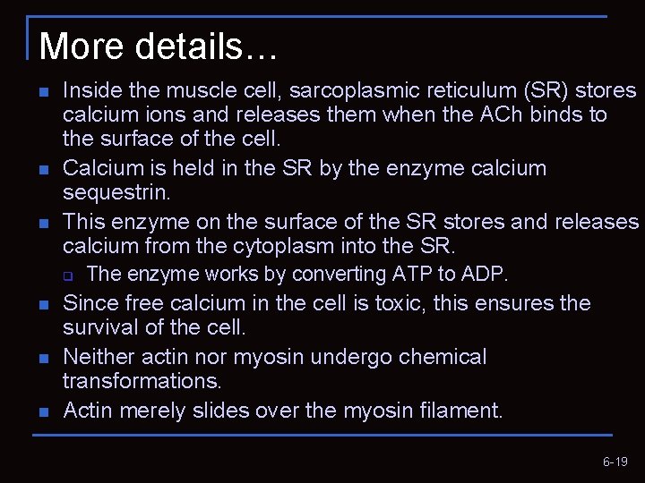 More details… n n n Inside the muscle cell, sarcoplasmic reticulum (SR) stores calcium