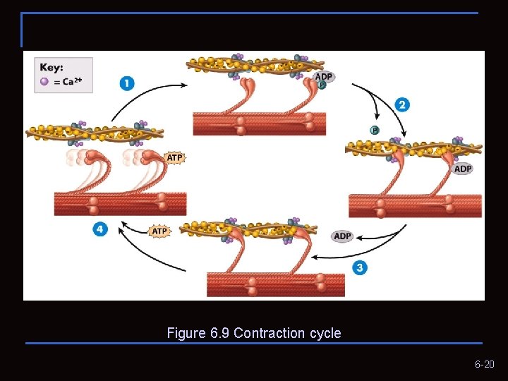Figure 6. 9 Contraction cycle 6 -20 