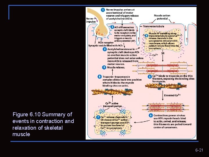Figure 6. 10 Summary of events in contraction and relaxation of skeletal muscle 6