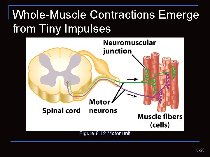 Whole-Muscle Contractions Emerge from Tiny Impulses Figure 6. 12 Motor unit 6 -23 