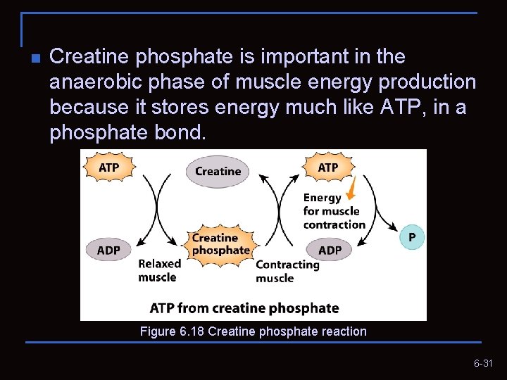 n Creatine phosphate is important in the anaerobic phase of muscle energy production because