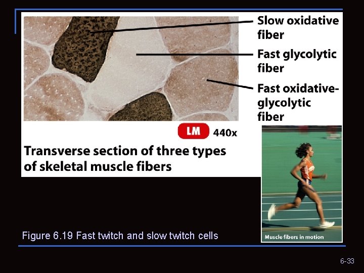 Figure 6. 19 Fast twitch and slow twitch cells 6 -33 